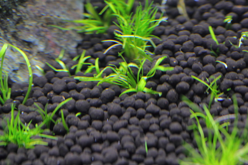 植栽注水後　エキノドルス テネルス